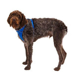 Ruffwear Front Range Dog Harness - Blue Pool (L / XL) 32 - 42 in